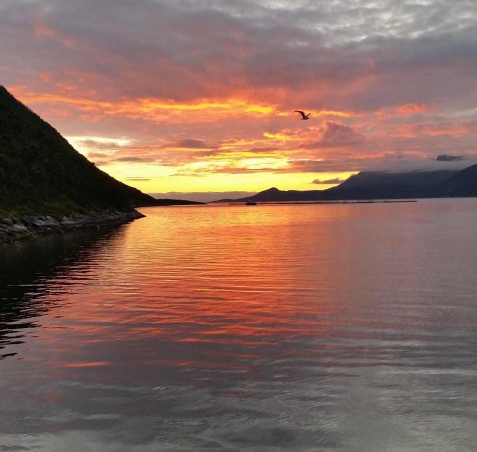 Senja Living Apart otel Stonglandseidet Dış mekan fotoğraf