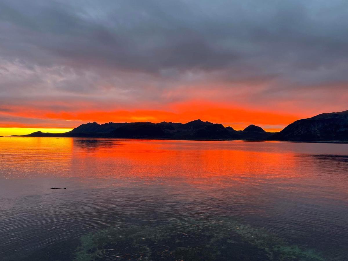 Senja Living Apart otel Stonglandseidet Dış mekan fotoğraf
